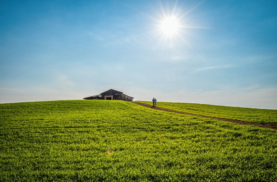 Cheonbuk Green Barley Field — Boryeong Cheonbuk, Cheongso & Oseosan