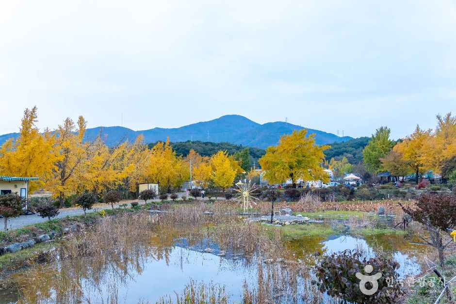 Cheongra Ginkgo Village — Boryeong Cheonbuk, Cheongso & Oseosan