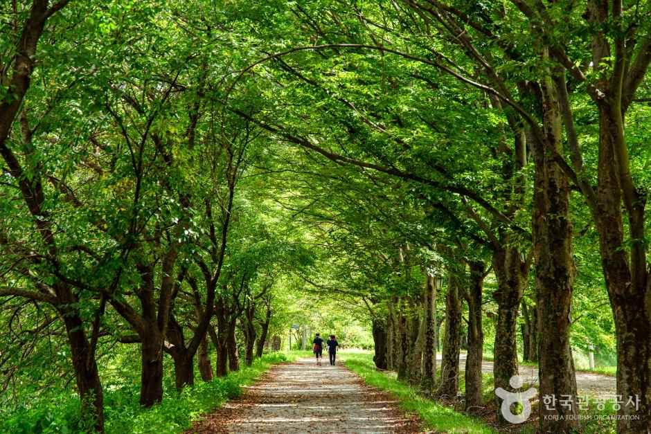 Gwanbangjerim Forest — Damyang Damyang Town & Juknokwon