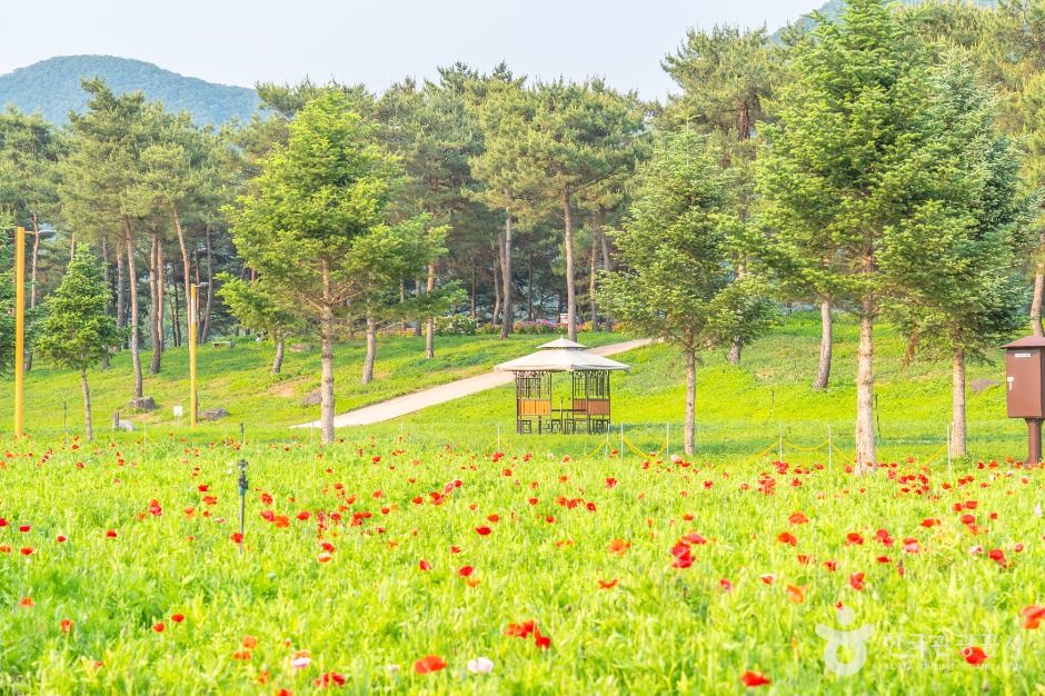 Jarasum Island — Gapyeong Gapyeong Town, Nami & Jara Islands