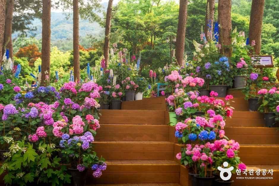 Garden of Morning Calm — Gapyeong Sangmyeon, Morning Calm & Jat Hyanggi
