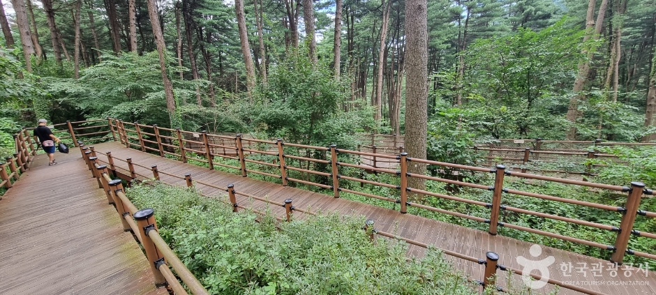 Jathyanggi Blue Forest — Gapyeong Sangmyeon, Morning Calm & Jat Hyanggi