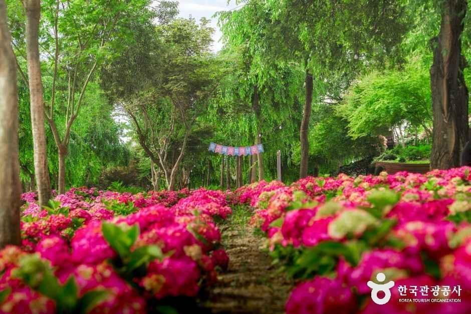 Yugu Rainbow Hydrangea Garden — Gongju Magoksa & Yugu