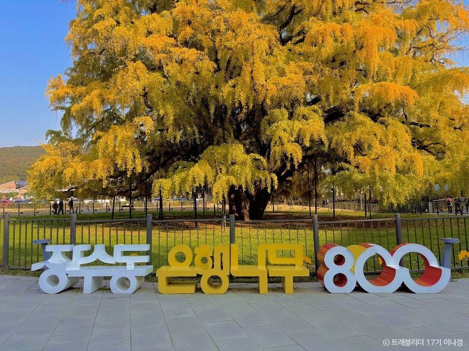 Jangsu-dong Ginkgo Tree — Incheon Sorae Port & Incheon Grand Park