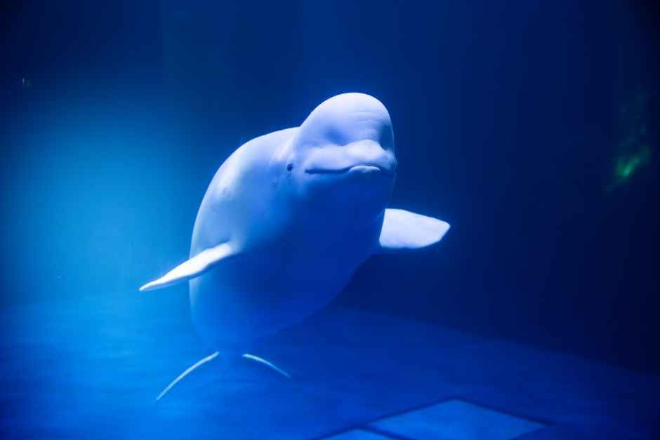 Aqua Planet Yeosu — Yeosu Odongdo, Expo Site & Manseongri